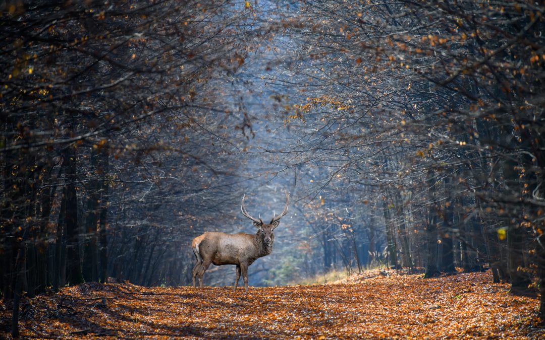 Coexisting with the Wild: Key Safety Guidelines for Outdoor Enthusiasts