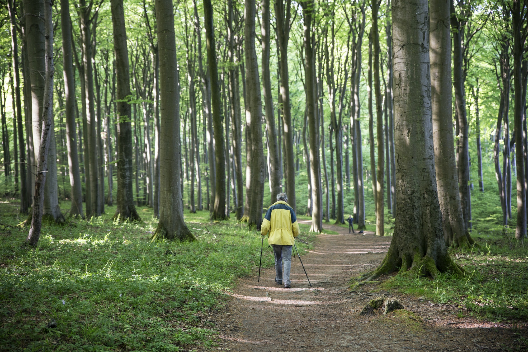 Germany, Mecklenburg-Western Pomerania, Ruegen, Jasmund National Park, hiker in beech forest on hiki