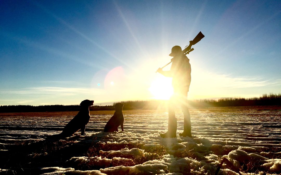 Training Your Hunting Dog: Techniques and Gear for Success