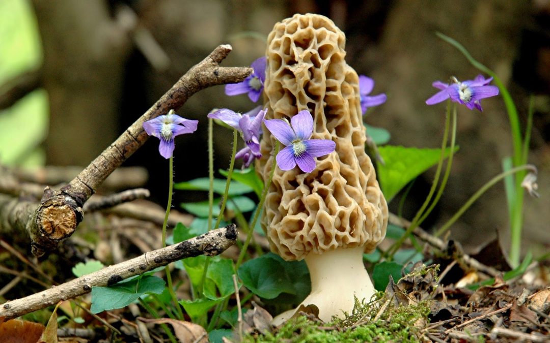 Morel Hunting in Missouri